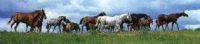 Galkowo - Ferensteins' Stud
