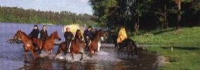 Galkowo - Ferensteins' Stud