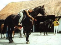 Galkowo - Ferensteins' Stud